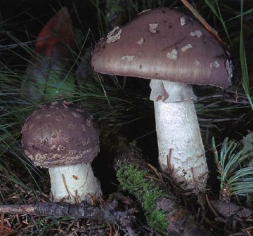    - Amanita excelsa (- Amanita spissa)